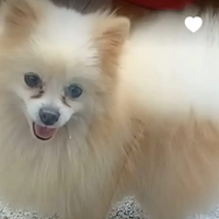 Esuberi canarini nati