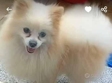 Esuberi canarini nati