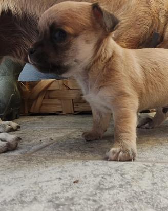Cuccioli chihuahua