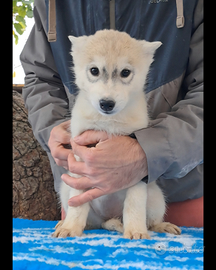 Cucciole femmine di Siberian Husky