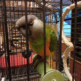 Parrocchetto senegal