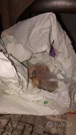 Pulli inseparabili mutazione blu