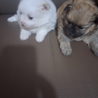 Cuccioli di spitz nano