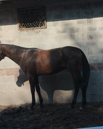 Cavallo