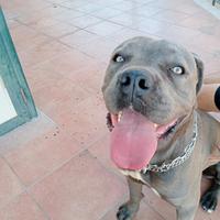 Cane corso