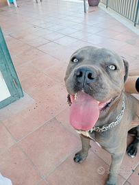Cane corso