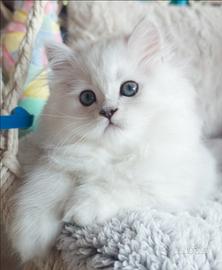 Gatti persiani chinchillà