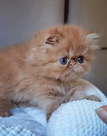 Cuccioli di Gatto Persiano