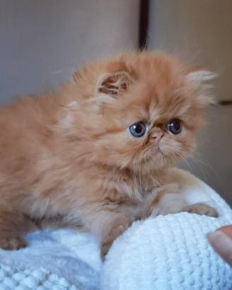 Cuccioli di Gatto Persiano