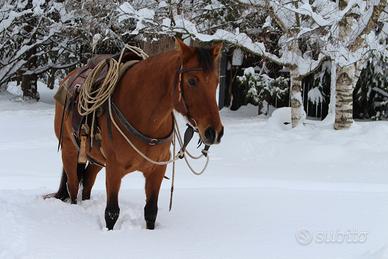 Cavallo quarter da passeggiata