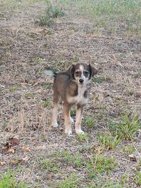 Cuccioli di 4 mesi