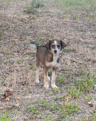 Cuccioli di 4 mesi