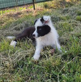 Border collie linea Australiana