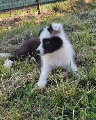 Border collie linea Australiana
