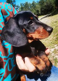 Bassotto nano cucciolo
