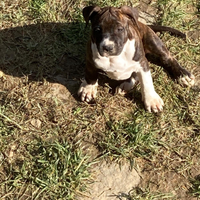 Cuccioli di Amstaff con Pedigree