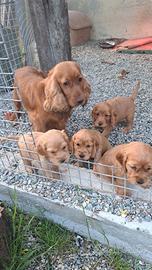 PRENOTAZIONI PER CUCCIOLI DI COCKER
