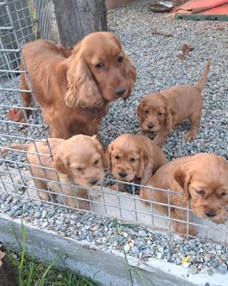 PRENOTAZIONI PER CUCCIOLI DI COCKER