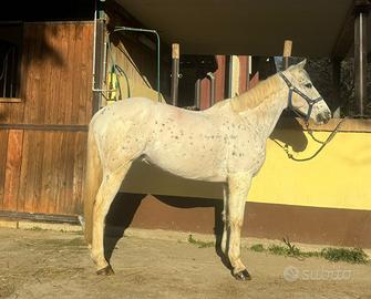 Doppio pony femmina 11 anni h 140