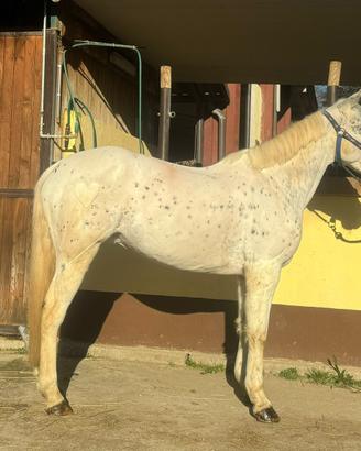 Doppio pony femmina 11 anni h 140