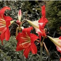 bulbi di amaryllis rossi