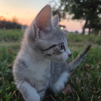 Simpatico gattino
