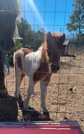 Piccolo Pony