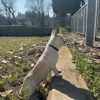 Chihuahua ACCOPPIAMENTO