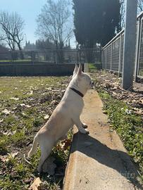 Chihuahua ACCOPPIAMENTO