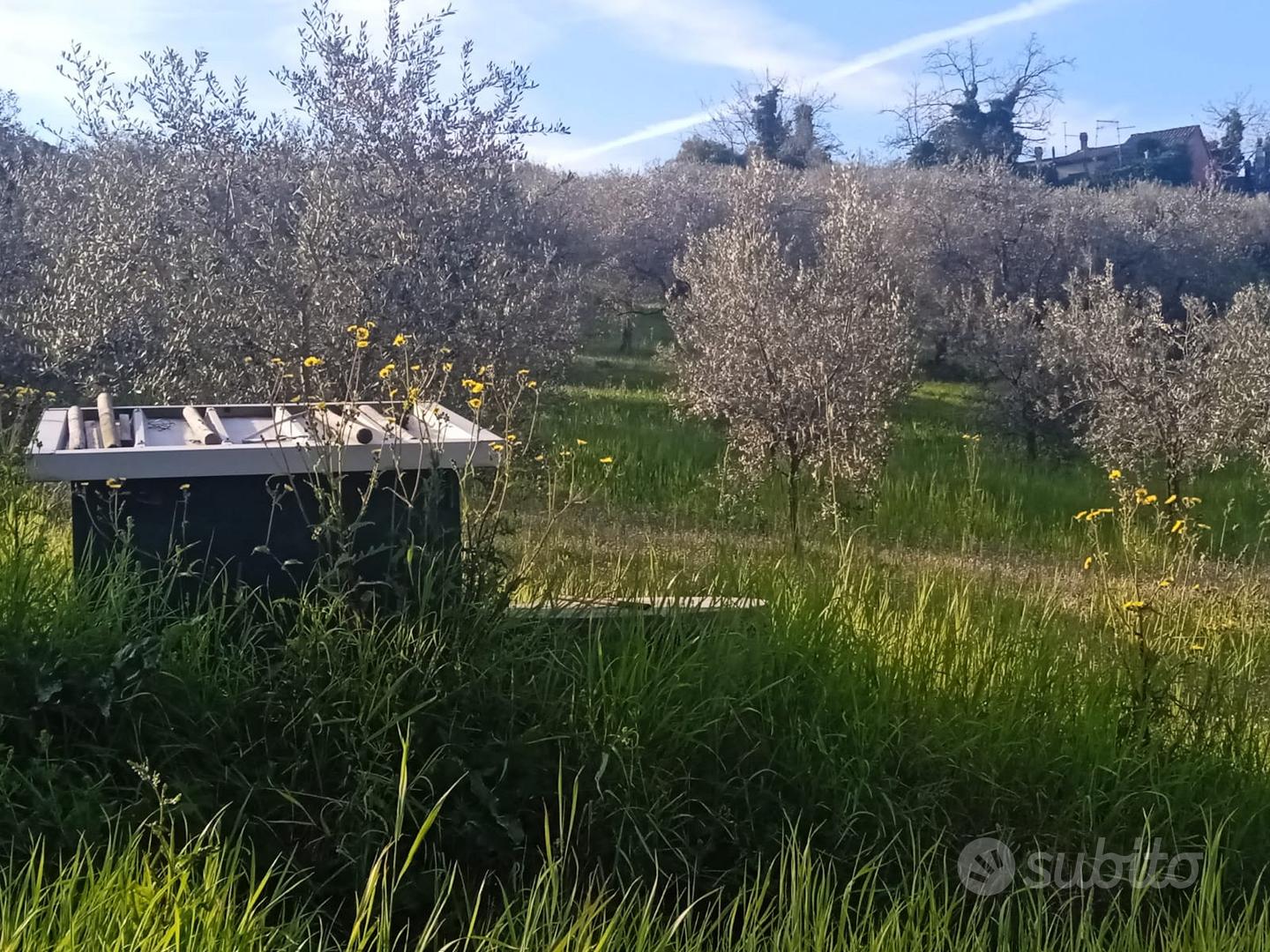 Oliveto a Coriano (RN) - Vista 4