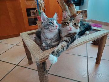 Cuccioli Maine Coon 