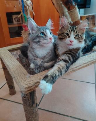 Cuccioli Maine Coon 
