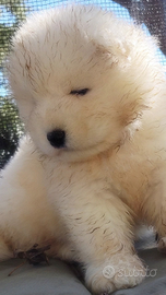 Samoiedo Cuccioli