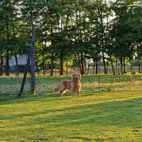 Monta Golden Retriever Linea Americana