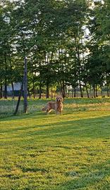 Monta Golden Retriever Linea Americana