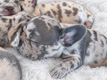 Bulldog Francese Esotic - Cuccioli disponibili 