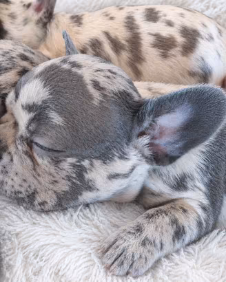 Bulldog Francese Esotic - Cuccioli disponibili 