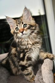 Gattino Siberiano Atlas