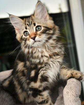 Gattino Siberiano Atlas