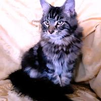 Cucciolo Maine Coon