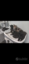 Cuccioli Maine Coon