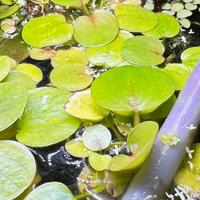 Piante galleggianti acquario