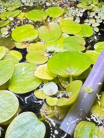 Piante galleggianti acquario