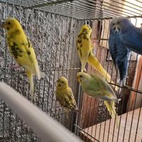 Cocorite, pappagallini