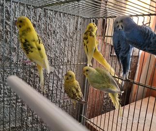 Cocorite, pappagallini