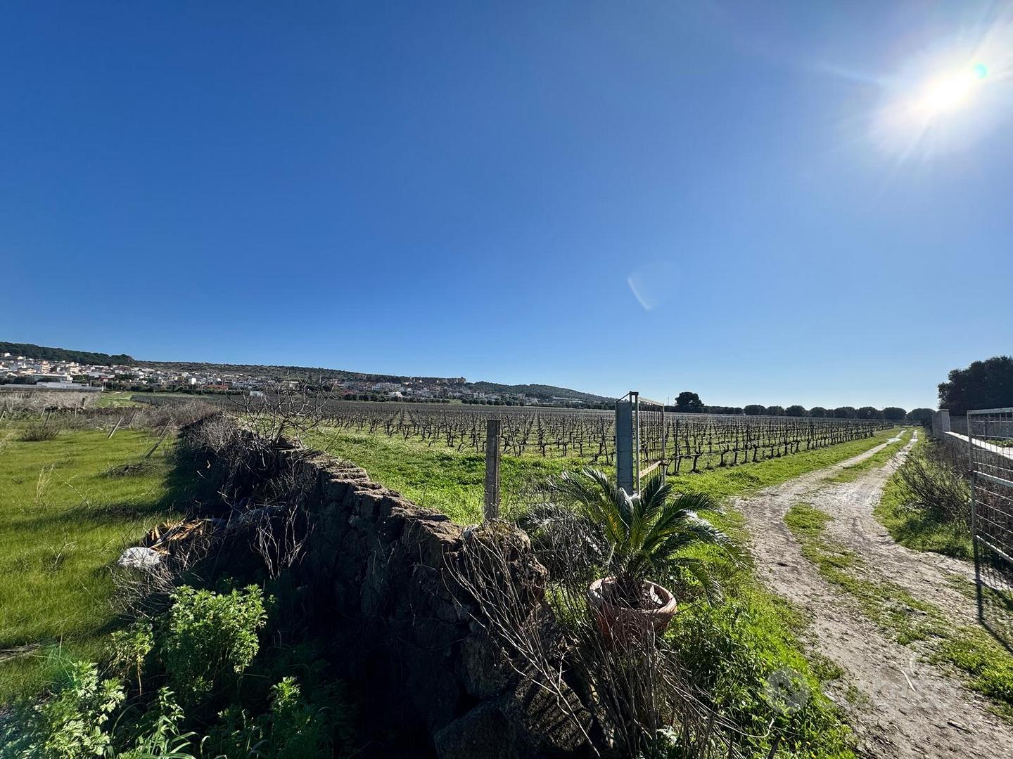 Faggiano terreno agricolo di circa 12 ettari - Vista 4