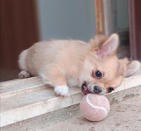 Cucciolo chihuahua