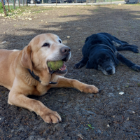 Coppia di labrador