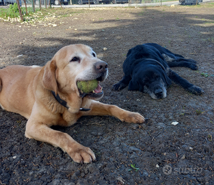 Coppia di labrador