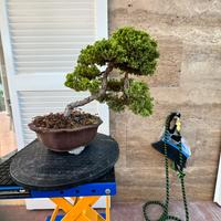 Bonsai ginepro procumbes